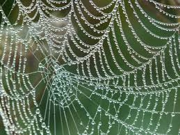 Free Images : dew, fauna, material, drip, invertebrate, spider web, cobweb,  dewdrop, arachnid, network, moisture, morgentau, arthropod 3264x2448 - -  1157652 - Free stock photos - PxHere